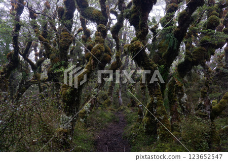 紐西蘭長木森林景觀 123652547