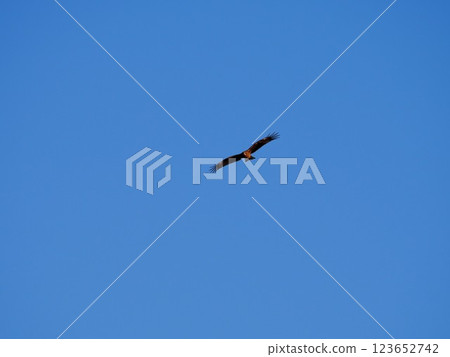 轉動藍天的托比 轉動藍天的托比 123652742