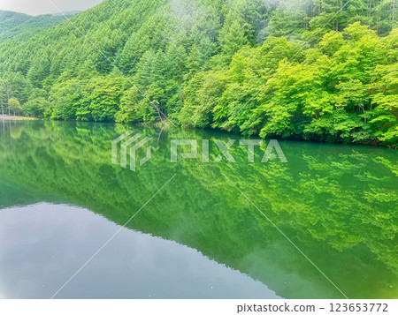 綠色反射 123653772