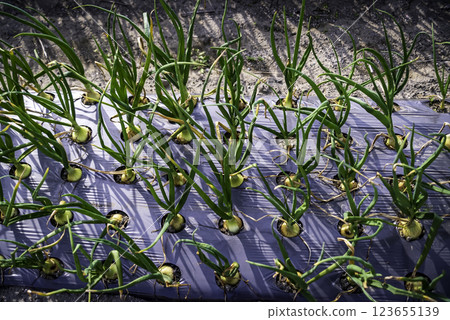 Onion cultivation Onion field 123655139