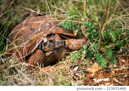 Greek spiky-backed turtle waking up from hibernation early in the spring. Selective focus. 123655466