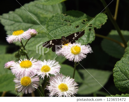 玉帶弄蝶 123655472