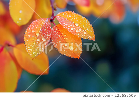 帶著晨露的葉子 123655509