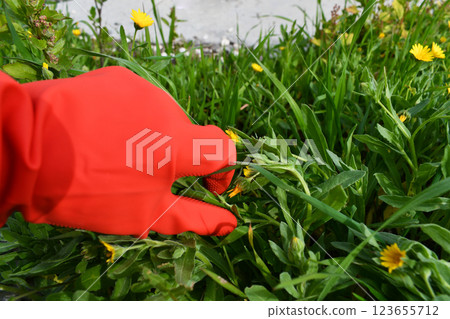 Pulling weeds by hand with red glove.  123655712