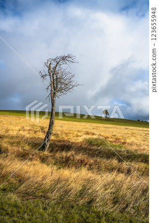 Golden grasslands stretch across the Ore Mountains landscape, featuring a solitary, leafless tree against a backdrop of blue skies and scattered clouds. The quiet valley evokes a sense of tranquility. 123655948