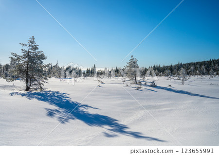A bright winter day illuminates the Cihadla peat bog in the Jizera Mountains of Czechia. Snow blankets the landscape, creating serene views and long shadows from scattered trees. 123655991