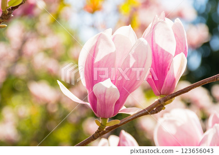 large pink flowers of magnolia soulangeana tree in full bloom. beautiful closeup background on a sunny day in spring 123656043