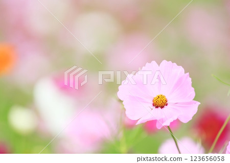 柔軟可愛的小宇宙 123656058