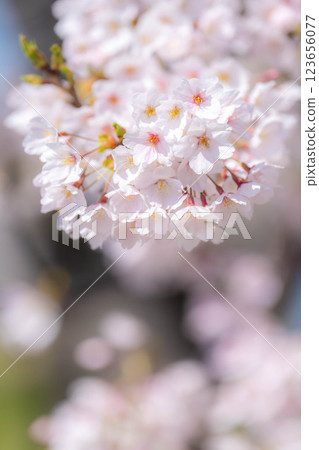 [櫻花] 旭川、船川沿岸的櫻花和藍天 [富山縣] 123656077