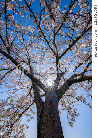 [Cherry Blossoms] Asahifuna River, Cherry Blossoms along the Funa River and the Blue Sky [Toyama Prefecture] 123656093