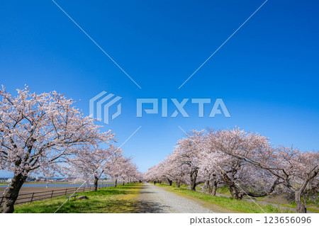 [Cherry Blossoms] Asahifuna River, Cherry Blossoms along the Funa River and the Blue Sky [Toyama Prefecture] 123656096