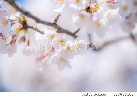 [櫻花] 旭川、船川沿岸的櫻花和藍天 [富山縣] 123656102