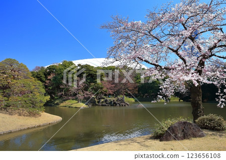 [Tokyo] Cherry blossoms in full bloom at Koishikawa Korakuen on a clear day 123656108