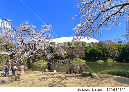 [東京] 小石川後在晴天時樂園的櫻花盛開 123656111