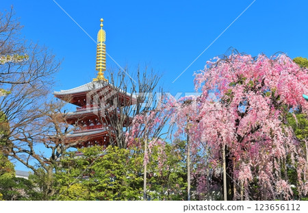 [東京] 晴天時，淺草寺的五重塔和盛開的櫻花 123656112