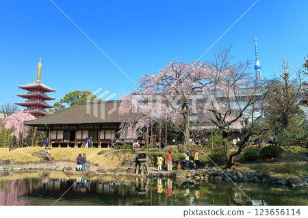 [Tokyo] Sensoji Temple's five-story pagoda and cherry blossoms in full bloom on a clear day 123656114