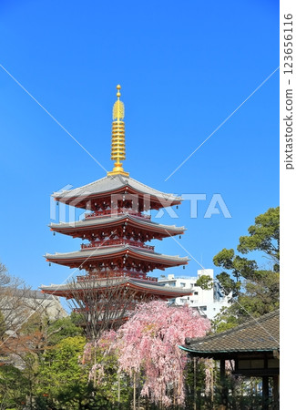 [Tokyo] Sensoji Temple's five-story pagoda and cherry blossoms in full bloom on a clear day 123656116