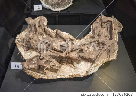 THAILAND KALASIN DINOSAUR MUSEUM 123656208