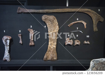 THAILAND KALASIN DINOSAUR MUSEUM THAILAND KALASIN DINOSAUR MUSEUM 123656209