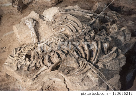 THAILAND KALASIN DINOSAUR MUSEUM 123656212