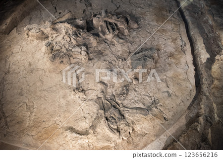 THAILAND KALASIN DINOSAUR MUSEUM 123656216