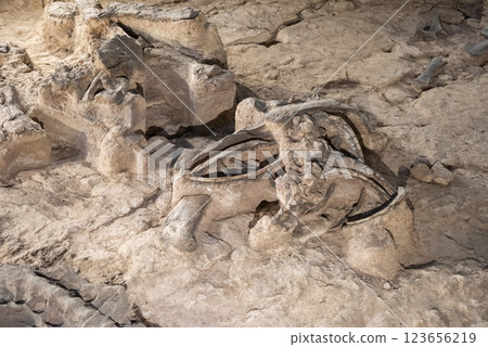 THAILAND KALASIN DINOSAUR MUSEUM 123656219