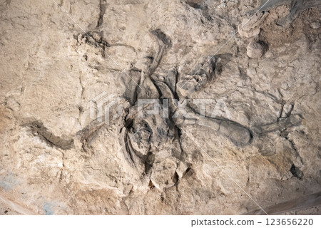 THAILAND KALASIN DINOSAUR MUSEUM THAILAND KALASIN DINOSAUR MUSEUM 123656220