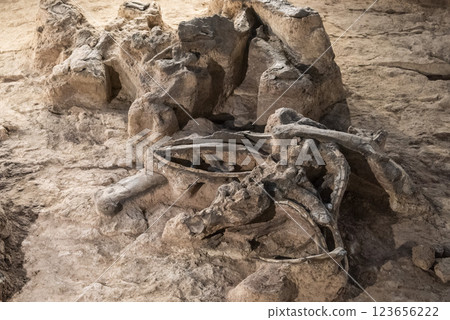THAILAND KALASIN DINOSAUR MUSEUM THAILAND KALASIN DINOSAUR MUSEUM 123656222