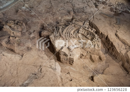 THAILAND KALASIN DINOSAUR MUSEUM 123656228