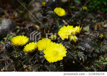 阿多尼斯 123656254