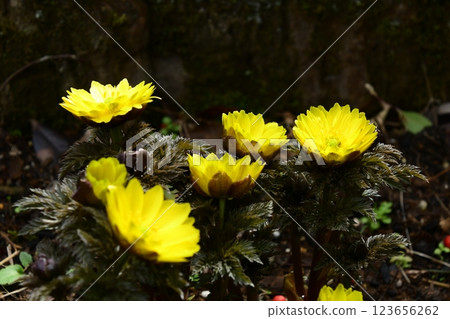 阿多尼斯 阿多尼斯 123656262