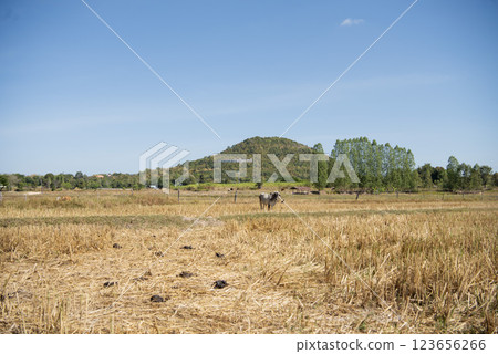 THAILAND KALASIN DINOSAUR MUSEUM THAILAND KALASIN DINOSAUR MUSEUM 123656266