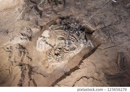THAILAND KALASIN DINOSAUR MUSEUM THAILAND KALASIN DINOSAUR MUSEUM 123656276