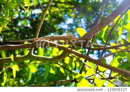 Madagascar Chameleon Madagascar Chameleon 123656327