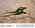 Madagascar Chameleon 123656328