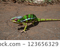 Madagascar Chameleon 123656329