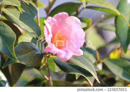 粉紅山茶花（侘助山茶花） 123657051