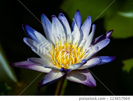 Yellow lotus stamens or Lotus pollen in white blue lotus petals of Blossoming waterlily or Lotus flower blooms and green leaves background. Yellow lotus stamens or Lotus pollen in white blue lotus petals of Blossoming waterlily or Lotus flower blooms and green leaves background. 123657069