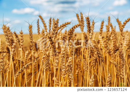Gold wheat field and blue sky Gold wheat field and blue sky 123657124