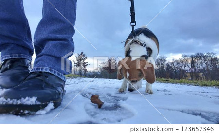 Dog on a leash during a walk with his master. Walking with a dog on a snowy path. Dog sniffs snow 123657346