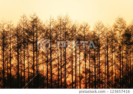 An impressive design landscape featuring delicate dead trees in winter with entwined branches An impressive design landscape featuring delicate dead trees in winter with entwined branches 123657416