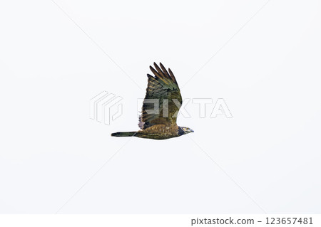 Bee-bear female flight 123657481