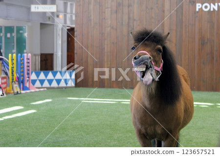 小馬做鬼臉 123657521