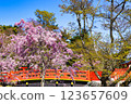Double-flowered cherry blossoms in full bloom and a bridge against a blue sky 123657609