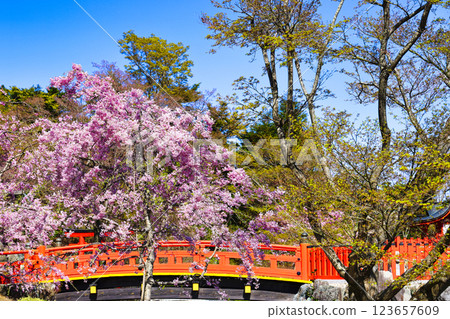 Double-flowered cherry blossoms in full bloom and a bridge against a blue sky Double-flowered cherry blossoms in full bloom and a bridge against a blue sky 123657609