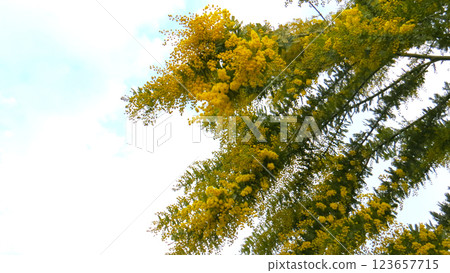 Sky and Mimosa Sky and Mimosa 123657715