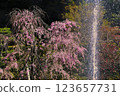 Sunlit weeping cherry tree 123657731