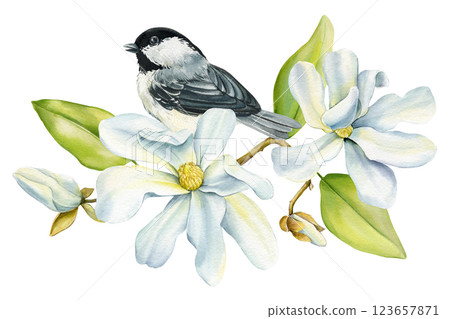 Spring tit bird white magnolia flowers illustration, hand painted nature design Watercolor floral cute songbird isolated 123657871