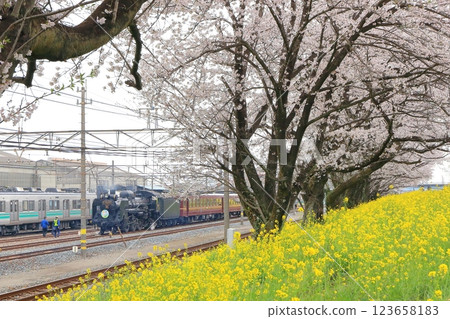 Chichibu Railway "Steam locomotive parked at the depot seen from the cherry blossom bank" 123658183