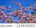 Cherry blossoms in full bloom against the blue sky 123658263